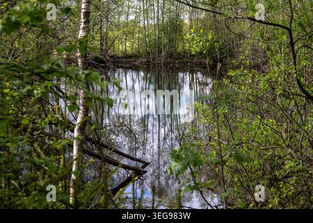 Small forest pond surrounded by trees and lush green vegetation with reflections of slender tree trunks mirrored in the calm water Stock Photo