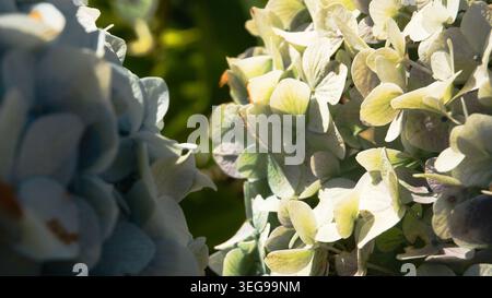 Close-up of blooming hydrangea flowers with a shallow depth of field, showcasing delicate pale green and cream petals bathed in bright natural sunligh Stock Photo