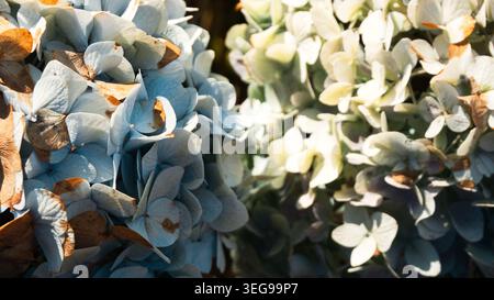 Macro shot of fading hydrangea flowers in autumn, showing a contrast between delicate blue and cream petals with dry brown edges under bright natural Stock Photo