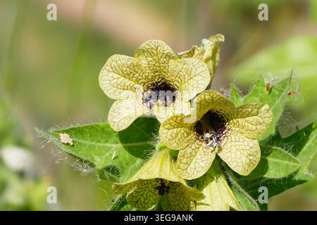 Close-up of blooming Black Henbane (Hyoscyamus niger) flowers with distinctive veined petals and small insect eggs on the leaves. Stock Photo