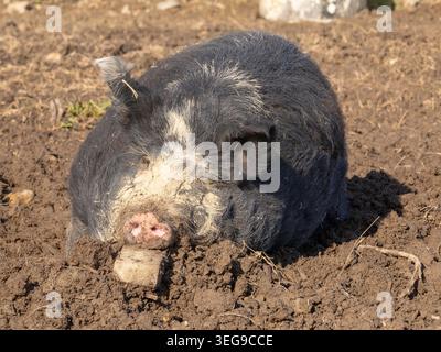 Ossabaw Hog lying down in loose dirt, enjoying the warmth of the sun. The pig appears relaxed while its nose is slightly buried in the earth. Stock Photo