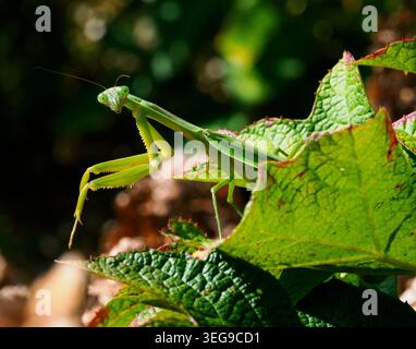 Praying mantis on green leaves in a garden during daylight hours - Chinese Mantis (Tenodera sinensis) Stock Photo