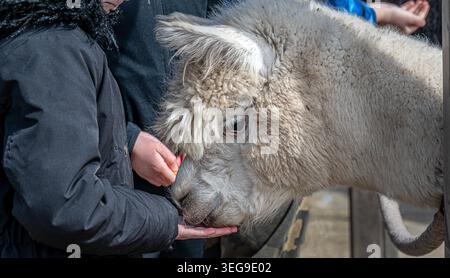Close‑up of a child feeding an alpaca from her hand, showing a gentle moment of animal interaction on a small farm in the English countryside. Stock Photo