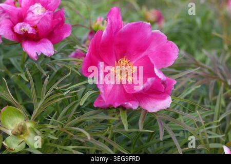 Peonies. Fernleaf peony. Paeonia tenuifolia. early flowering peony plant bearing bright pink flowers in a spring border. UK. May Stock Photo
