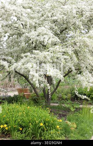 Malus toringo crab apple tree in blossom in spring at RHS Garden Bridgewater, Greater Manchester, UK. Malus sieboldii, European crab apple tree. Stock Photo