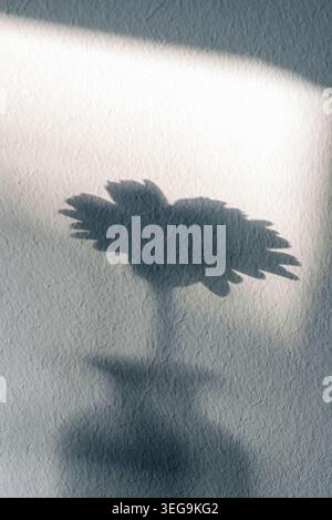Minimalist shadow of a flower on textured wall with soft light and abstract composition Stock Photo