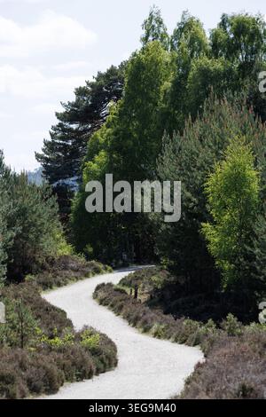 Bicycle path winding through woodland and flat countryside Stock Photo