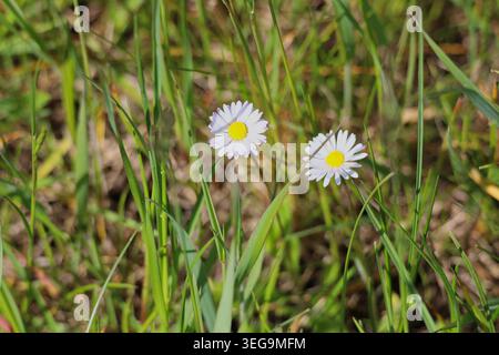 Two white daisies blooming amidst green blades of grass on a wild summer meadow in close-up detail Stock Photo