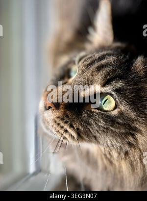Cat looking up and out a window Stock Photo