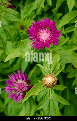 Natural close up flowering plant portrait of the delightful Centhurea Dealbata “Steenbergii’, in soft spring sunshine. age defying, background, fresh Stock Photo