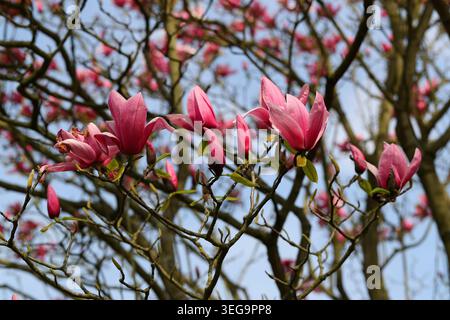 Magnolia "Star Wars", Magnoliaceae. UK. Magnolia 'Star Wars' is an award-winning deciduous hybrid tree renowned for its large pink flowers. Stock Photo