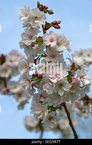 Cherry Blossom, Prunus 'Matsumae-yae-goromo', Rosaceae. Japan, Asia. Aka Prunus Yae-gorama. Stock Photo
