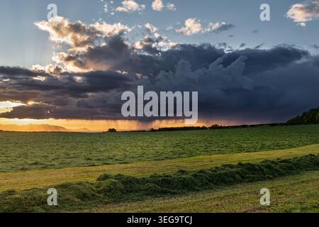 Freshly cut grass prepared for baling in a rural farm field beneath dramatic storm clouds and visible rainfall during a colourful sunset in the Scotti Stock Photo