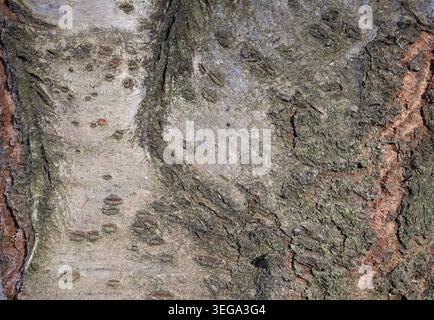 Peeling cherry tree bark texture with moss and lichen close-up Stock Photo