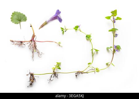 Ground-ivy (Glechoma hederacea), whole plant, purple flower, roots and leaf for identification on a white background with shadows, perennial creeping Stock Photo