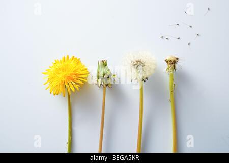 Dandelion (Taraxacum officinale), development from the yellow flower to the flying Seeds, with shadows on a light gray background for identification, Stock Photo