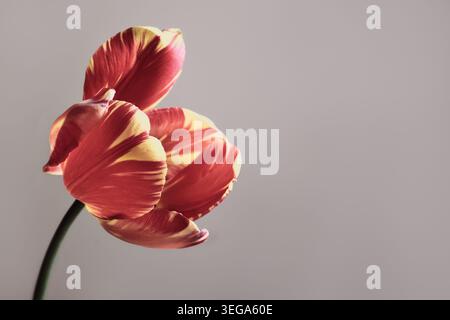 Elegant red parrot tulip showing delicate petals on gray Stock Photo