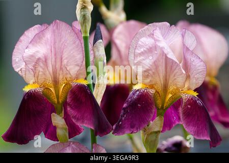 Macro of pink and burgundy bearded iris (Iris germanica) with raindrops. Captured at the historic Melaten cemetery in Cologne, Germany Stock Photo