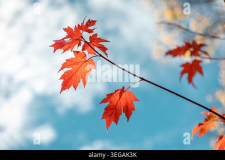 Bright red maple leaves against soft blue sky during autumn in Hahndorf, South Australia Stock Photo