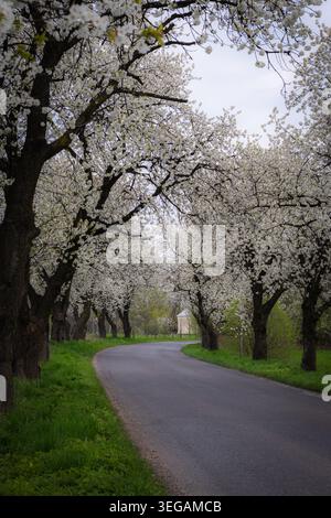 Scenic park avenue curving through blooming white trees in spring offering a tranquil path for travel and nature imagery Stock Photo