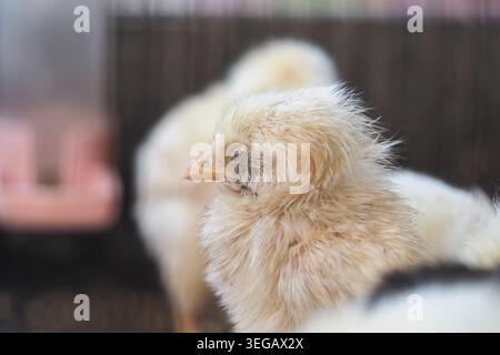 Cute baby chick standing close to other chicks on a farm Stock Photo