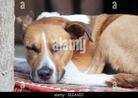 Dog rests on a colorful rug in a cozy indoor space Stock Photo