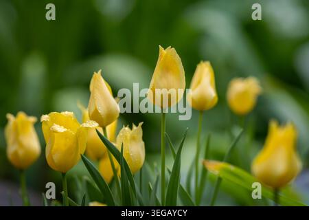 Elegant yellow tulips (Tulipa karabachensis) blooming with raindrops in a lush spring garden, captured in soft natural light with a dreamy bokeh background. Stock Photo