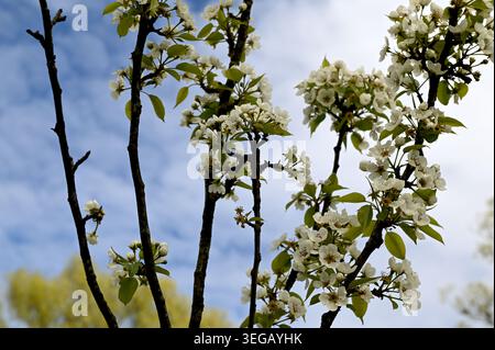 White pear tree flowers with green leaves swaying in the wind on sunny spring day. Pyrus communis in bloom. Beautiful branch of fruit tree blooming in Stock Photo