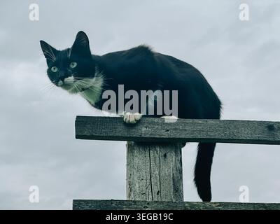 Close-up portrait of a black and white cat perched on a weathered wooden fence beneath dramatic cloudy skies. Ideal for pet lifestyle, curiosity, rura Stock Photo