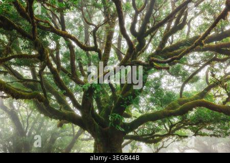 Ancient Laurel Tree with Mossy Branches in the Misty Fanal Forest Stock Photo