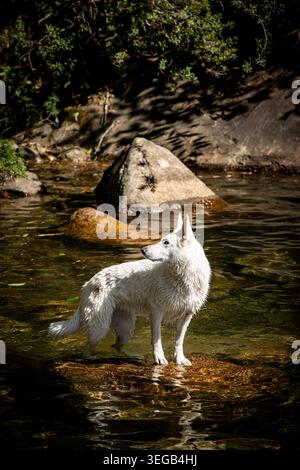 White Swiss Shepherd Dog Posing on a Rock in a Forest Creek Stock Photo
