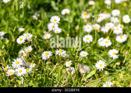 White field daisies. Chamomile flowers blooming in grass on defocused background. Pleasant natural summer meadow scene Stock Photo