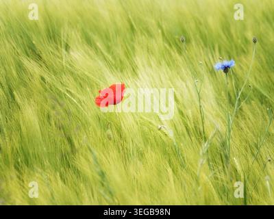 Single red poppy and blue cornflower blooming in a green barley field during summer. Natural agricultural landscape with soft light. Stock Photo