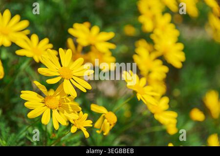 Beautiful daisy-like bright yellow flowers on nature background Stock Photo