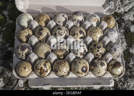 The Common quail (Coturnix coturnix) eggs Stock Photo