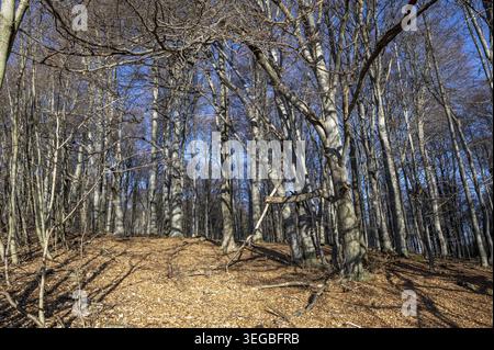 Beech forest without leaves in winter time. Beech trees trunks Stock Photo