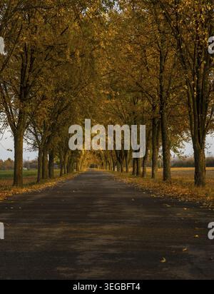 Autumn Road Alley. Fall season background. Trees forming a tree tunnel over a road Stock Photo