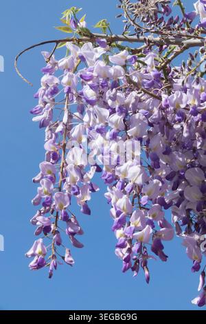 Japanese Wisteria W. floribunda Texas Purple Stock Photo - Alamy