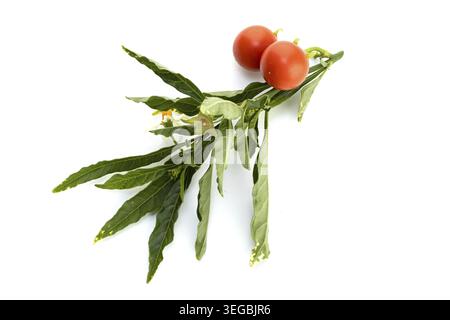 Solanum pseudocapsicum or Jerusalem cherry twig isolated on white background Stock Photo