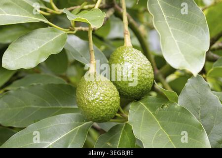 Close up of two fresh avocado growing on tree Stock Photo