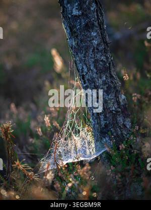 Dew covered spider web on a tree trunk in morning light Stock Photo