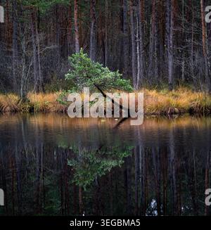 Small lakeside pine reflected in dark water in Latvia Stock Photo
