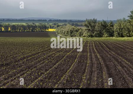 Young corn sprouts growing in fertile agricultural soil in rural countryside Stock Photo