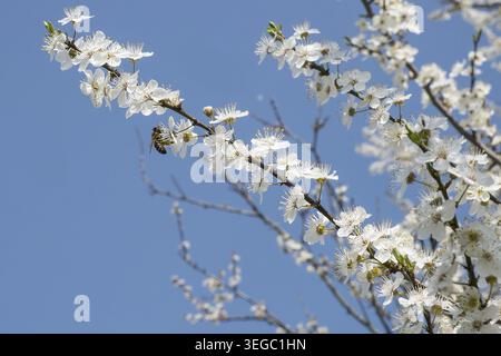 Prunus spinosa is a large deciduous shrub or small tree growing to 5 metres (16 ft) tall, with blackish bark and dense, stiff, spiny branches. The lea Stock Photo
