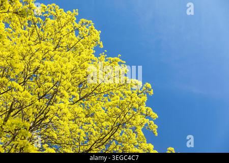 Ahorn acer in Blüte vor blauem Himmel *** Maple acer in bloom against a blue sky Stock Photo