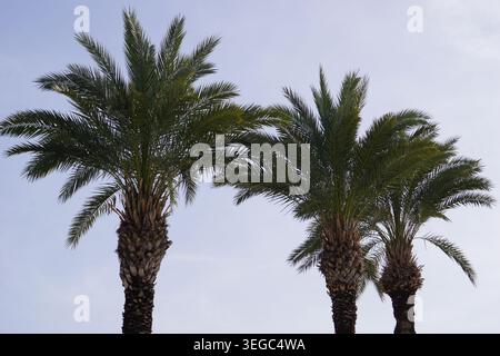 Three tropical and exotic palm trees with green palm leaves on their treetops stand in front of a bright blue summer sky by the beach. Stock Photo