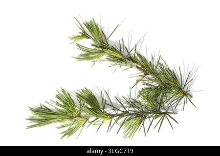 Himalayan cedar tree twigs isolated on a white background. Cedrus deodara Stock Photo