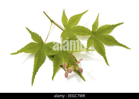 Japanese maple leaves and seeds isolated on white background. Acer palmatum Stock Photo
