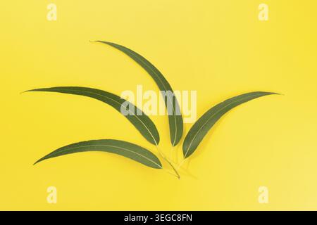 Fresh Eucalyptus leaves isolated on yellow background Stock Photo