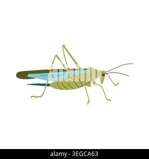 Green grasshopper insect side view vector illustration isolated on white background Stock Vector